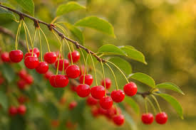 Attēlu rezultāti vaicājumam “Cerasus leaf”