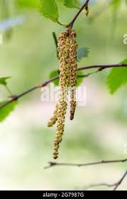 Attēlu rezultāti vaicājumam “Betula pubescens flower”