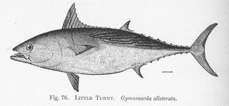 Image result for Euthynnus alletteratus