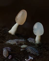 Attēlu rezultāti vaicājumam “Cribraria rufa young”