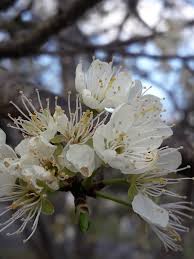 Attēlu rezultāti vaicājumam “Prunus domestica subsp. insitita”