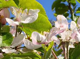 Attēlu rezultāti vaicājumam “Malus sylvestris”
