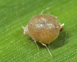 Attēlu rezultāti vaicājumam “Thecabius affinis nymph”