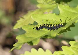Attēlu rezultāti vaicājumam “Acronicta alni larva”