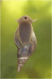 Attēlu rezultāti vaicājumam “Lymnaeidae”