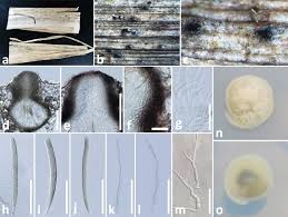 Attēlu rezultāti vaicājumam “Ophiotheca chrysosperma spores”