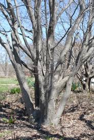 Attēlu rezultāti vaicājumam “Carpinus caroliniana”
