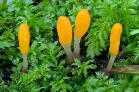 Attēlu rezultāti vaicājumam “Mitrula paludosa”