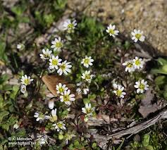 Attēlu rezultāti vaicājumam “Erophila verna flower”