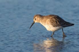 Attēlu rezultāti vaicājumam “Calidris alpina”