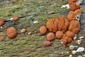 Attēlu rezultāti vaicājumam “Hypocrea rufa”