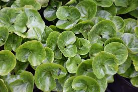 Attēlu rezultāti vaicājumam “Asarum europaeum leaf”