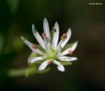 Attēlu rezultāti vaicājumam “Stellaria longifolia”