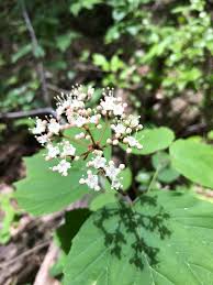 Attēlu rezultāti vaicājumam “Hydrangea arborescens subsp. discolor”