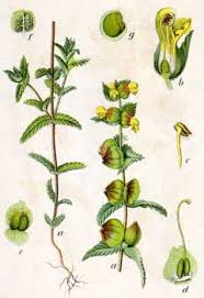 Attēlu rezultāti vaicājumam “Rhinanthus minor leaf”