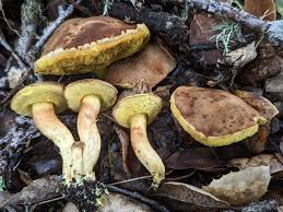 Attēlu rezultāti vaicājumam “Xerocomus subtomentosus”