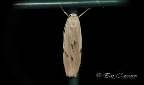 Attēlu rezultāti vaicājumam “Pelosia muscerda”