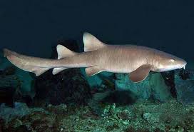 Image result for Ginglymostoma unami