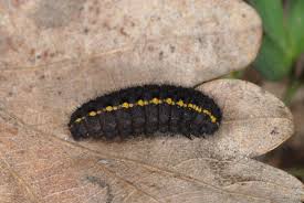 Attēlu rezultāti vaicājumam “Parnassius mnemosyne”