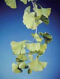 Attēlu rezultāti vaicājumam “Ginkgo biloba leaf”