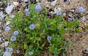 Attēlu rezultāti vaicājumam “Jasione montana”