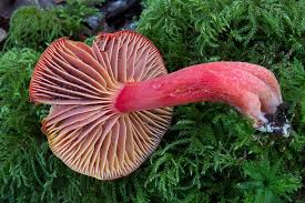 Attēlu rezultāti vaicājumam “Hygrocybe sp.”