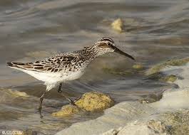 Attēlu rezultāti vaicājumam “Calidris falcinellus adult”