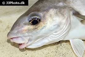 Image result for Melanogrammus aeglefinus