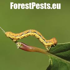 Attēlu rezultāti vaicājumam “Erannis defoliaria imago”