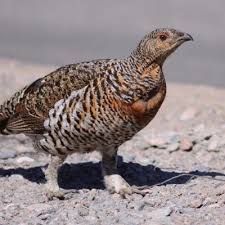 Attēlu rezultāti vaicājumam “Tetrao urogallus female”