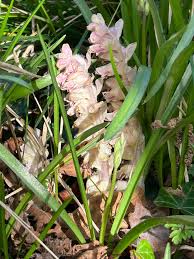 Attēlu rezultāti vaicājumam “Lathraea squamaria fruit”