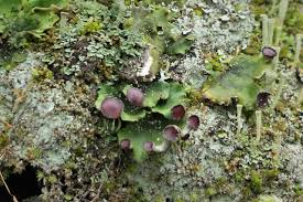 Attēlu rezultāti vaicājumam “Peltigera malacea”