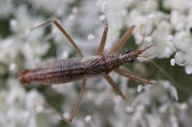 Attēlu rezultāti vaicājumam “Nabis limbatus”