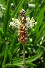 Attēlu rezultāti vaicājumam “Plantago lanceolata flower”