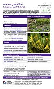 Attēlu rezultāti vaicājumam “Uvularia grandiflora”