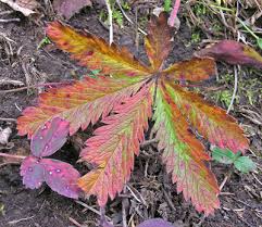 Attēlu rezultāti vaicājumam “Potentilla arenaria leaf”