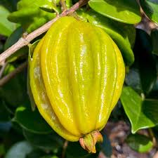 Attēlu rezultāti vaicājumam “Nardus stricta fruit”