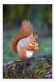 Attēlu rezultāti vaicājumam “Sciurus vulgaris”