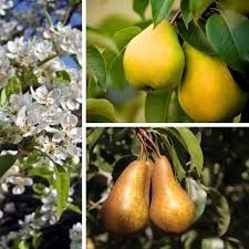 Attēlu rezultāti vaicājumam “Pyrus communis fruit”
