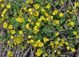 Attēlu rezultāti vaicājumam “Potentilla arenaria flower”