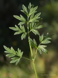 Attēlu rezultāti vaicājumam “Laserpitium prutenicum”