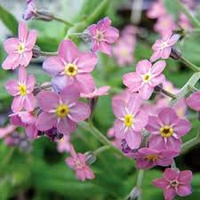 Image result for Myosotis sylvatica