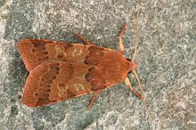 Attēlu rezultāti vaicājumam “Agrochola helvola imago”