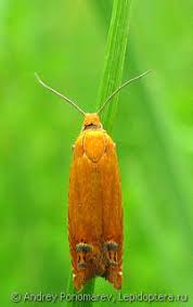 Attēlu rezultāti vaicājumam “Lathronympha strigana”