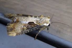 Attēlu rezultāti vaicājumam “Apamea ophiogramma”