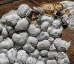 Attēlu rezultāti vaicājumam “Diderma rufostriatum”