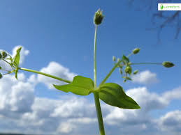 Attēlu rezultāti vaicājumam “Stellaria nemorum bud”