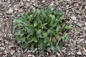 Attēlu rezultāti vaicājumam “Eryngium planum leaf”