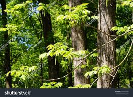 Attēlu rezultāti vaicājumam “Juglans mandshurica male flower”