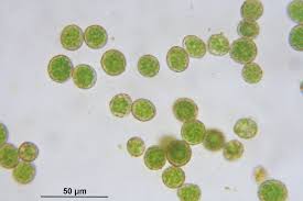 Attēlu rezultāti vaicājumam “Hygrohypnum luridum”